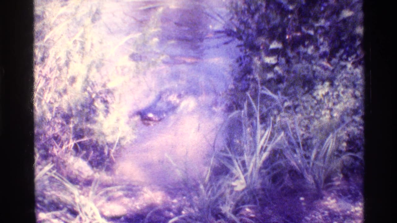 1973 Florida 8mm frame showing an alligator low in murky swamp water, partly hidden by reeds and foliage.