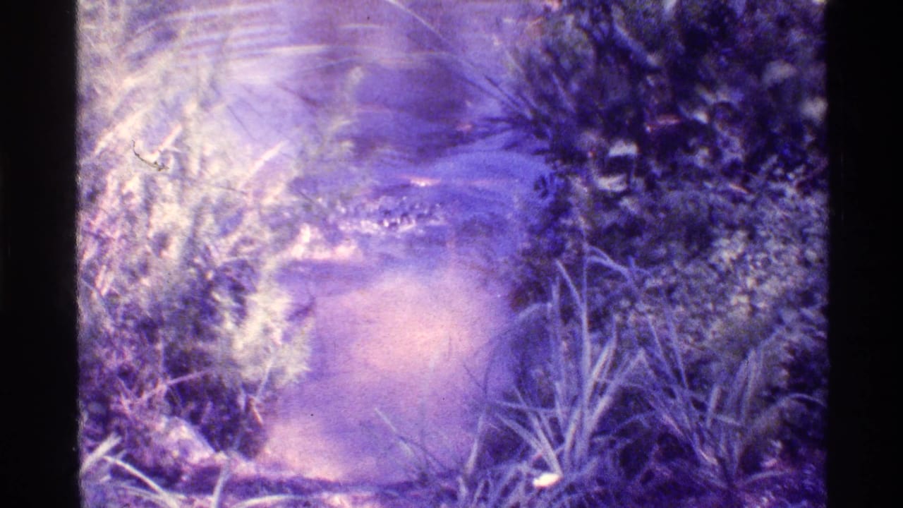 Alligator moves through reflective swamp water with foliage along the right side.