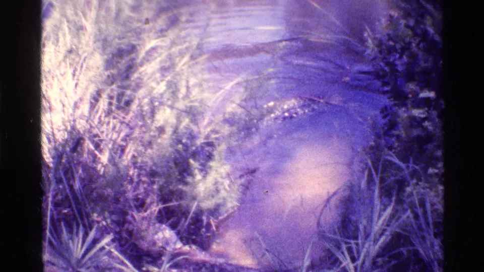 A Florida wetland home-movie frame shows the alligator partly submerged beneath rippled water and dense plant cover.