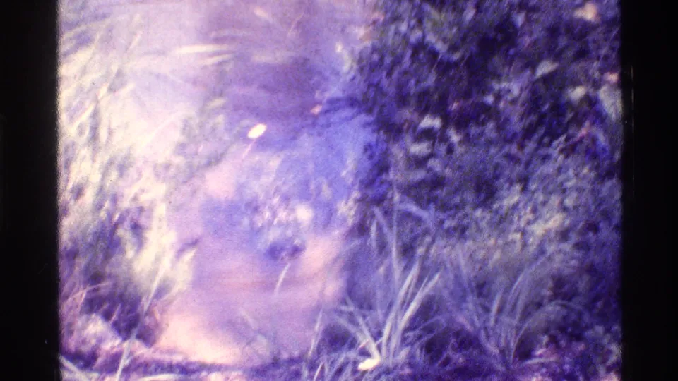 Final 1973 Florida 8mm frame with the alligator mostly obscured by water, reeds, foliage, and bright film glare.