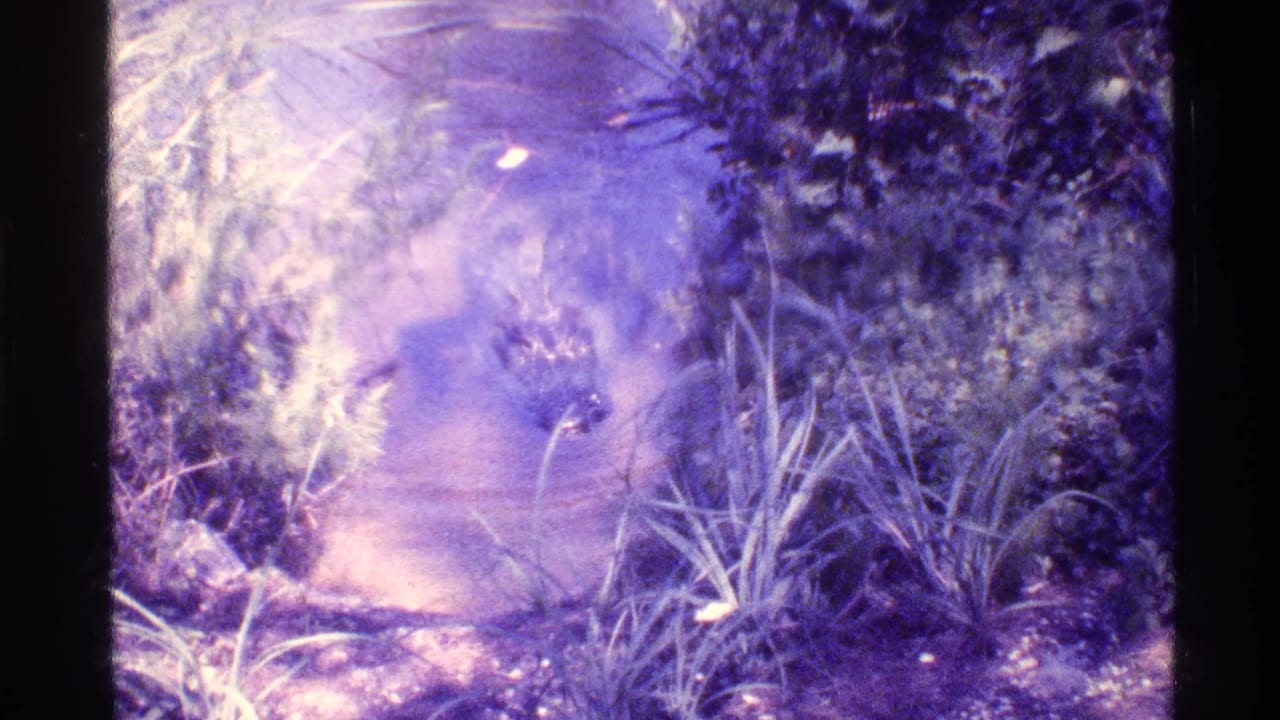 Partially submerged reptile in shallow water beside tall grasses and dense vegetation.