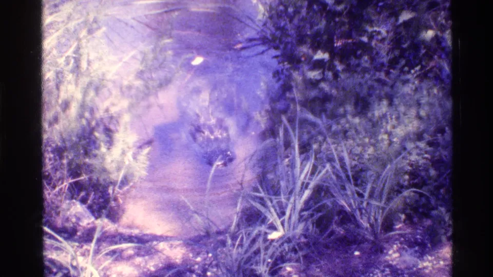 1973 Florida 8mm frame showing a reptile partly visible in shallow water near shoreline grasses and leafy growth.