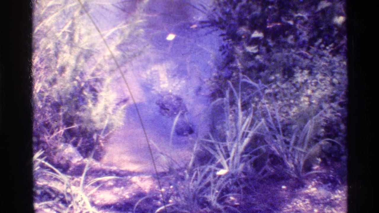 Reptile shape near the water surface with grasses and brush along the shore.