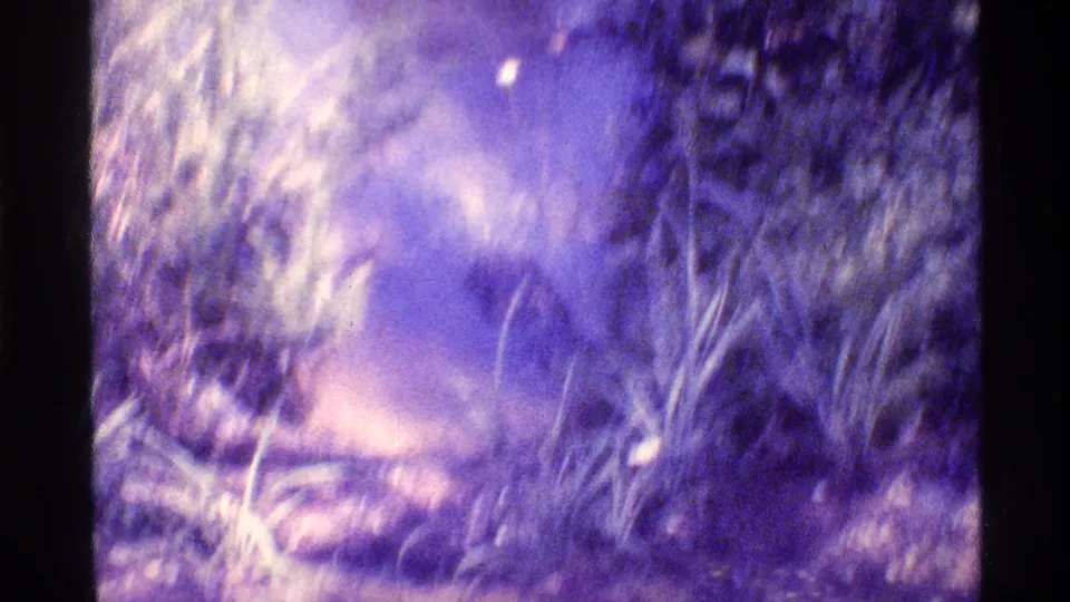 Soft 1973 Florida 8mm frame where motion blur and color fade obscure the reptile among water, grass and vegetation.