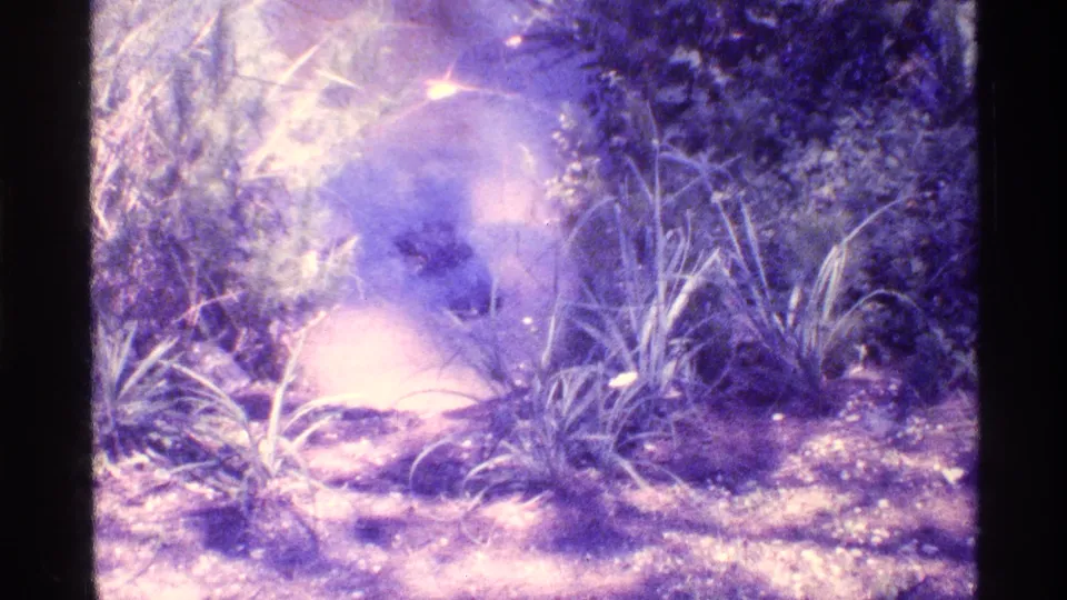 1973 Florida 8mm frame showing the reptile more clearly in shallow water beside tall grass and sunlit shoreline plants.