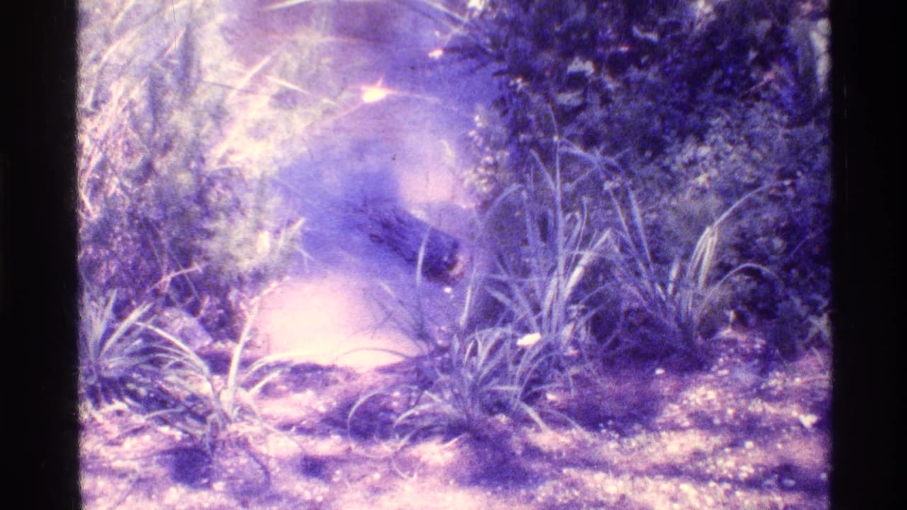 Alligator partly submerged near a grassy swamp shore with dense foliage around the water.