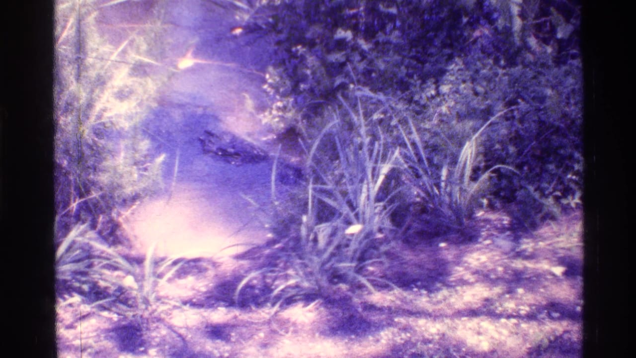 Alligator in shallow swamp water beside reeds and shoreline plants.
