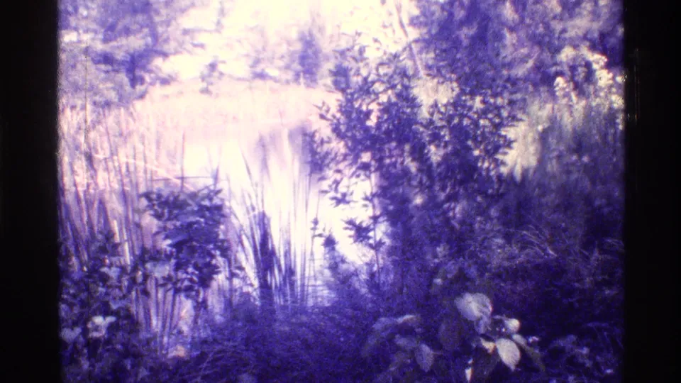 1973 Florida 8mm frame looking across bright swamp water framed by tall reeds, shrubs, and shoreline vegetation.