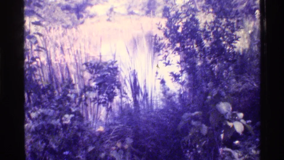 1973 Florida home-movie frame of swamp water bordered by reeds, grasses, and dense vegetation with strong purple-blue film aging.