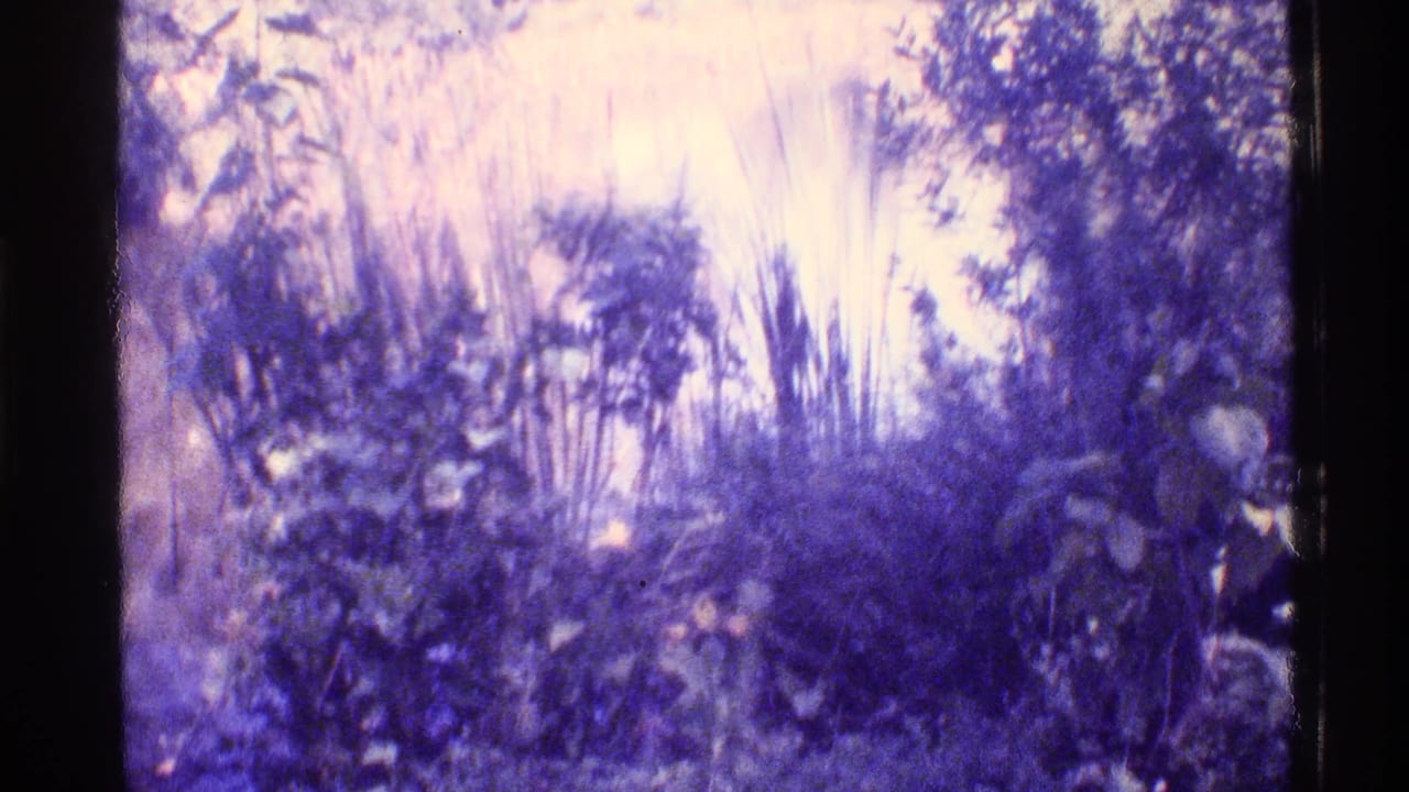 Soft, purple-tinted view of tall grasses and leafy shrubs beside a sunlit forest path.
