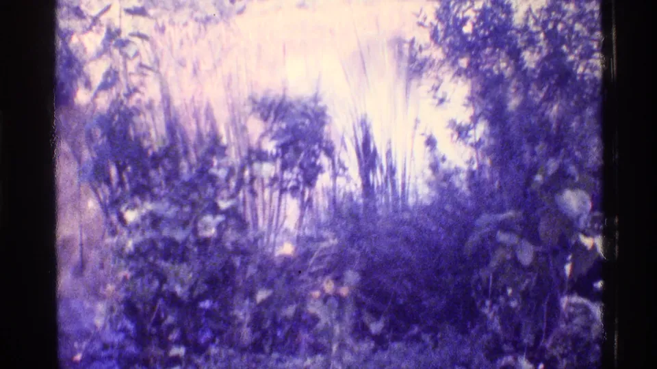 1973 Florida 8mm frame showing dense grasses and shrubs in dappled sunlight with strong magenta color shift.