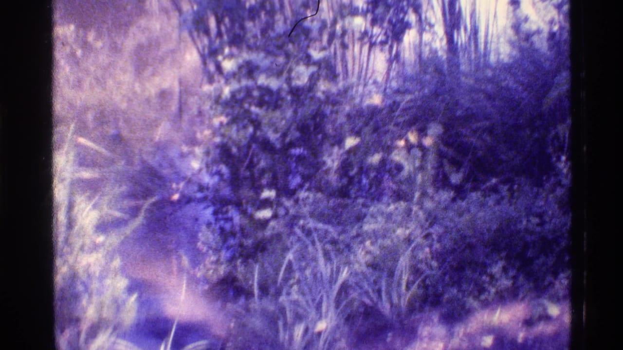 Dense foliage and spiky plants along a bright, purple-tinted wooded path.