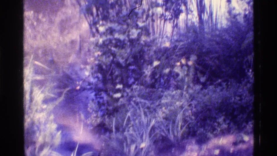1973 Florida home-movie frame with dense subtropical foliage, spiky plants, and sunlit ground in aged 8mm color.