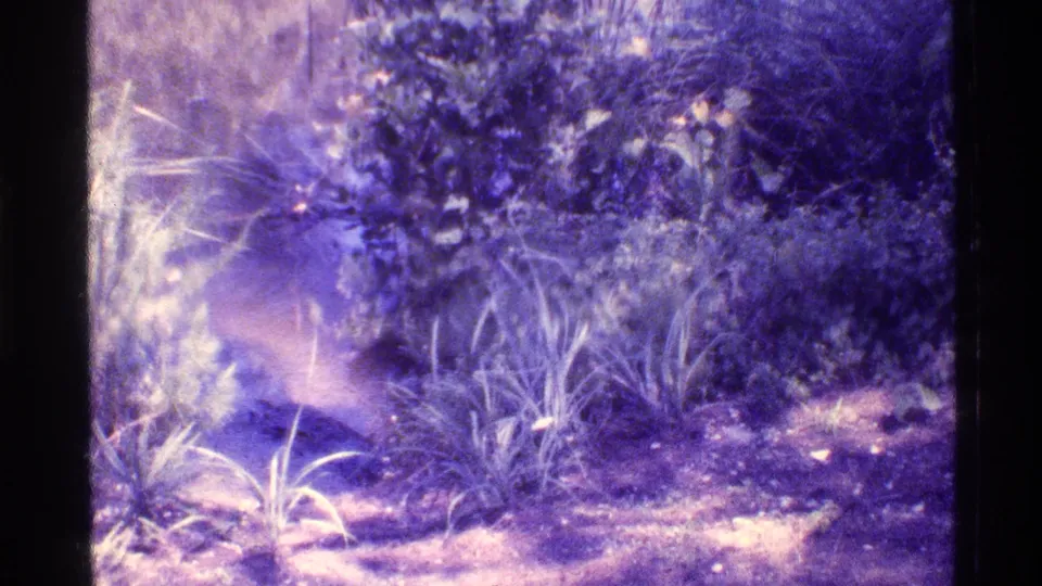 1973 Florida 8mm view of low grasses, shrubs, and sandy path ground with soft focus and purple-magenta cast.