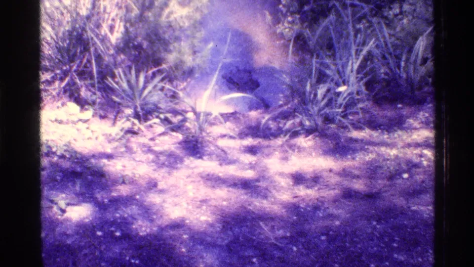 Final 1973 Florida 8mm frame showing a sandy path edge, grasses, and dense foliage with aged color shift.