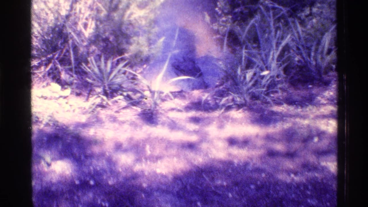Sunlit grasses and spiky plants in a wooded clearing with purple film fading.