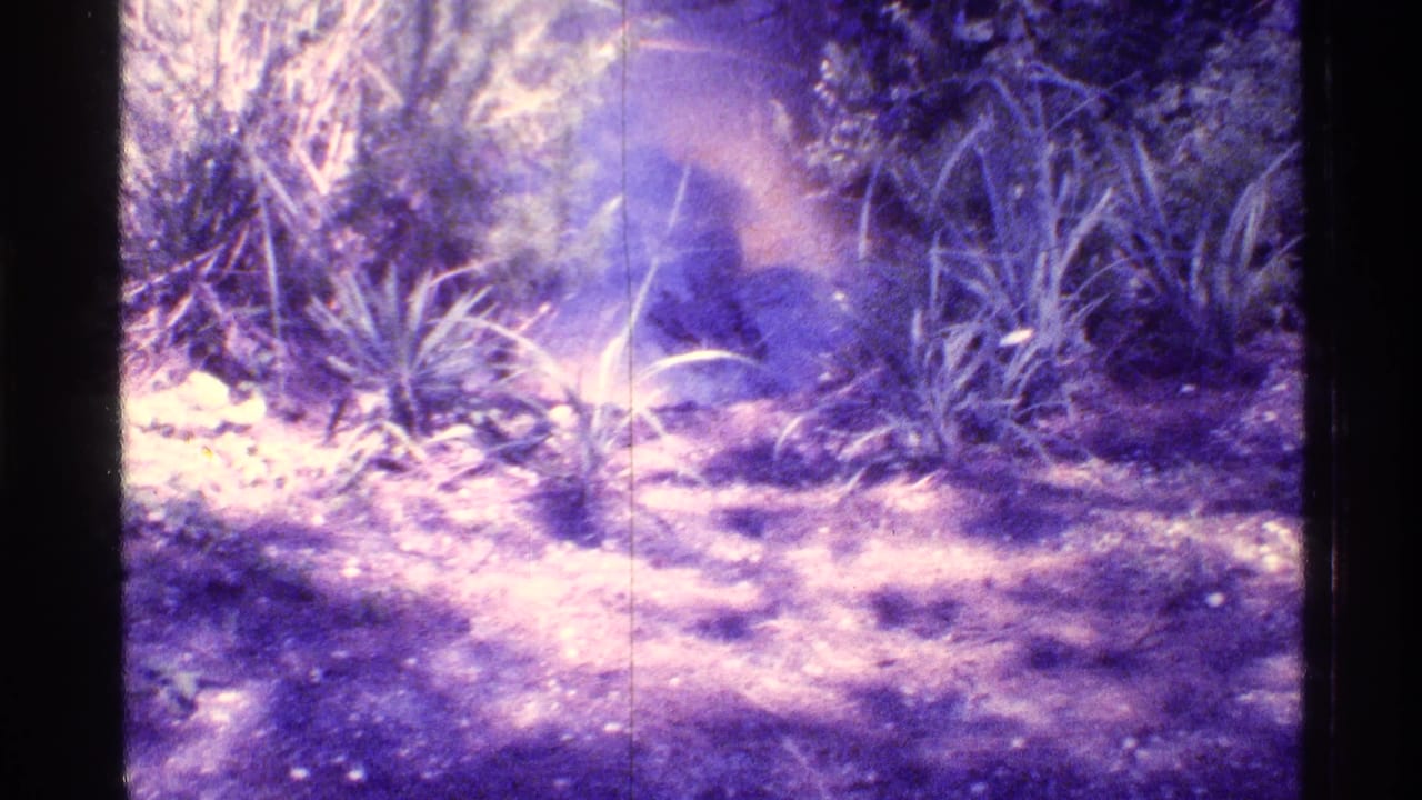 Bright clearing with low plants, shrubs, and dark tree cover at the edges.