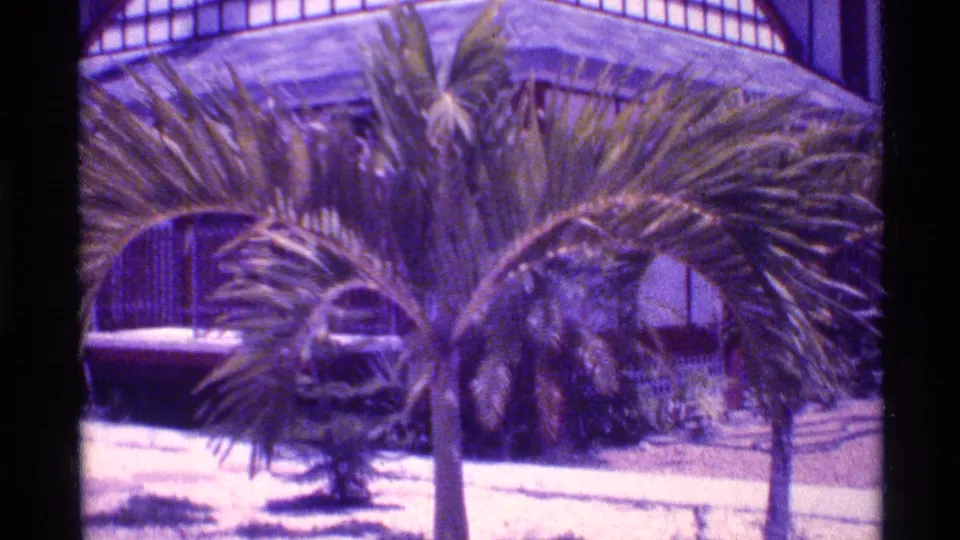 A palm tree dominates the foreground while resort balconies and walkways appear behind it in 1973 Florida home-movie footage.