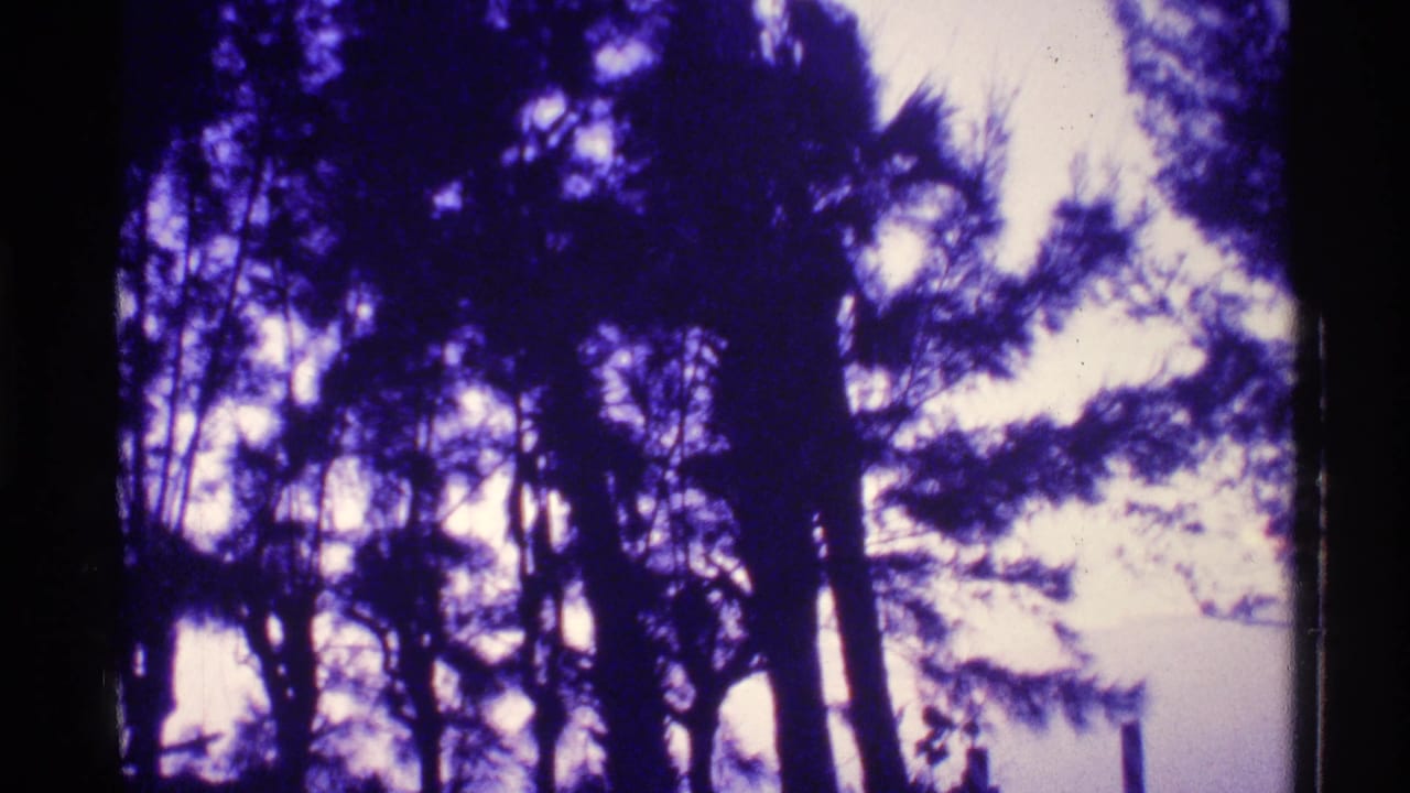 1973 Florida 8mm frame showing silhouetted coastal trees against a hazy purple evening sky.