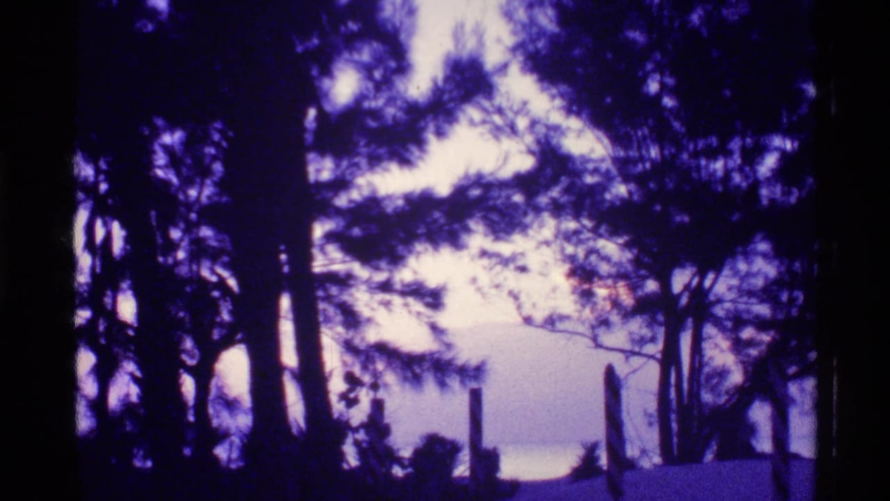 Tall trees and a low shoreline area silhouetted beneath a purple evening sky.