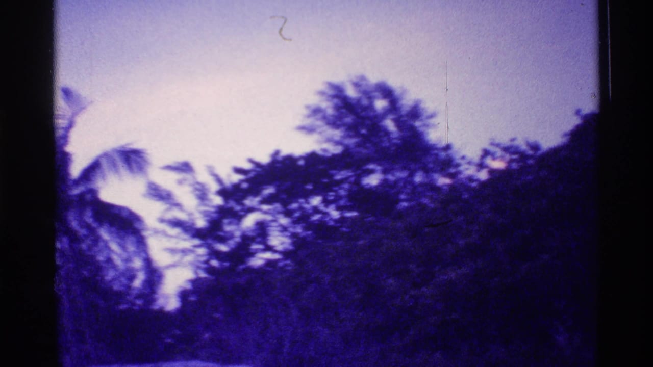 Purple-tinted palm trees and foliage seen in soft handheld blur.