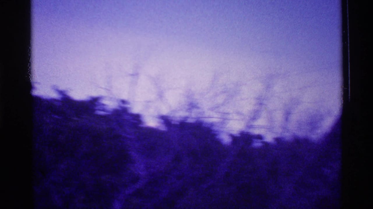 Blurred dark foliage against a purple sky with film edge visible.