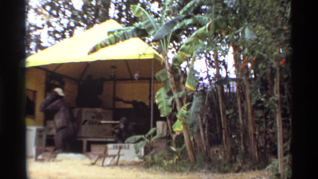 Yellow tented display with gorilla figures, tropical plants, and dark 8mm frame edges.
