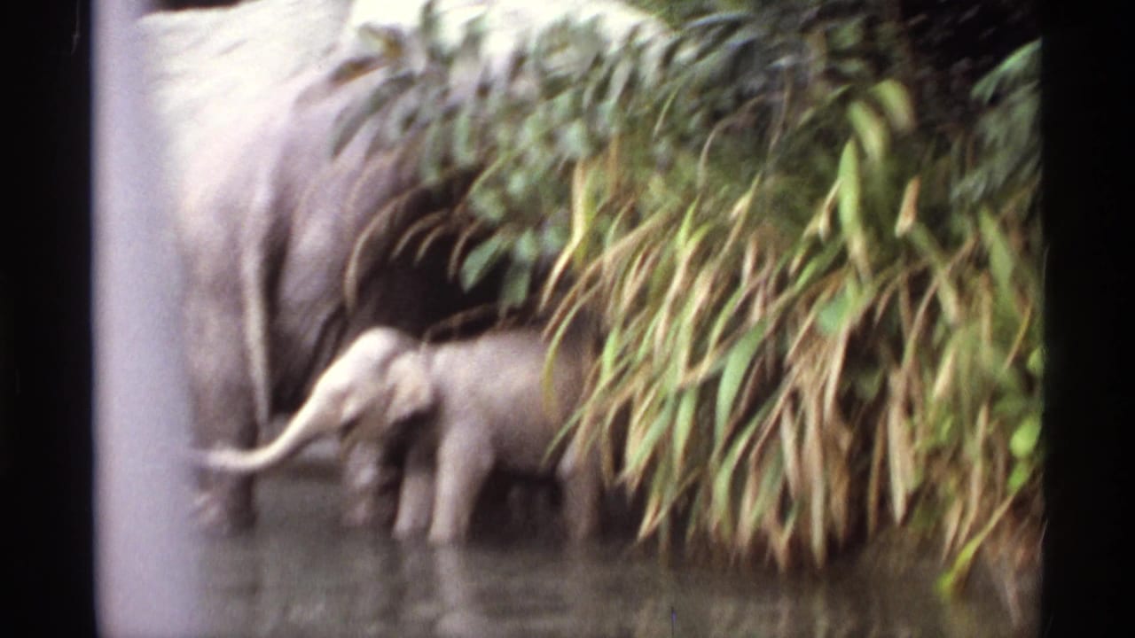 Adult elephant standing in shallow water beside dense green foliage.