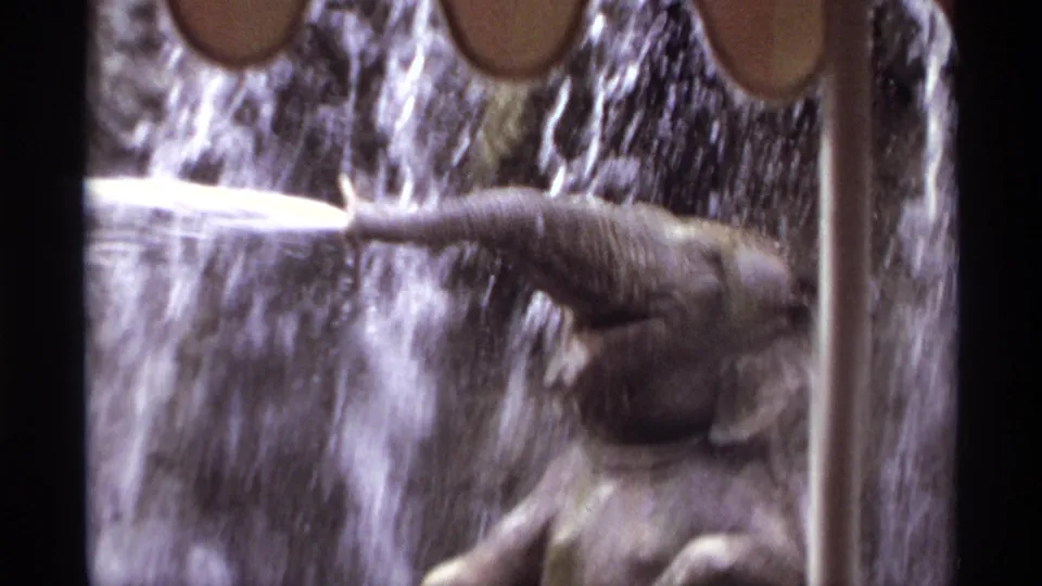Young elephant lifts its trunk into cascading fountain water in a 1974 Orlando zoo home-movie frame.