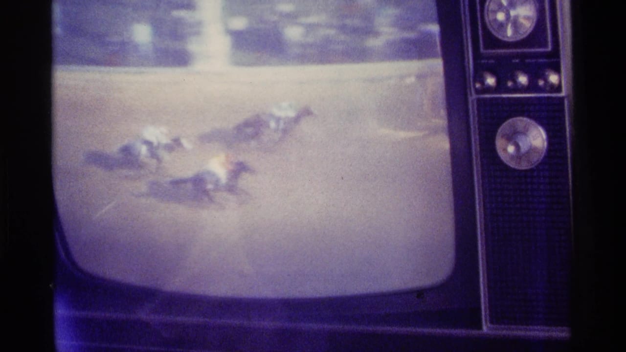 Television screen showing several horses racing on a track.