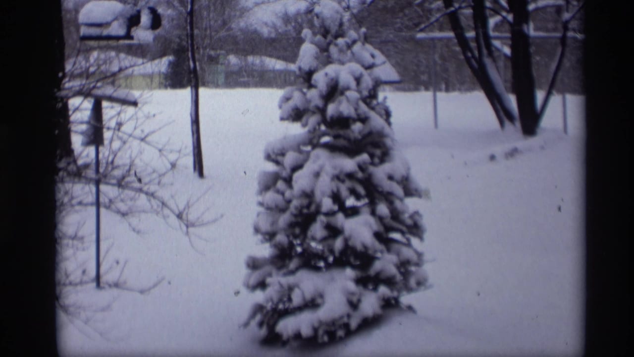 Snow-covered evergreen in a residential yard with bare trees and a small feeder nearby.