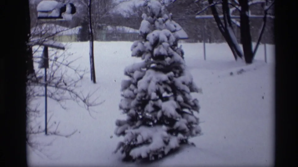 1966 Madison home-movie frame showing a snow-laden evergreen in a quiet yard with bare winter trees and a small feeder.