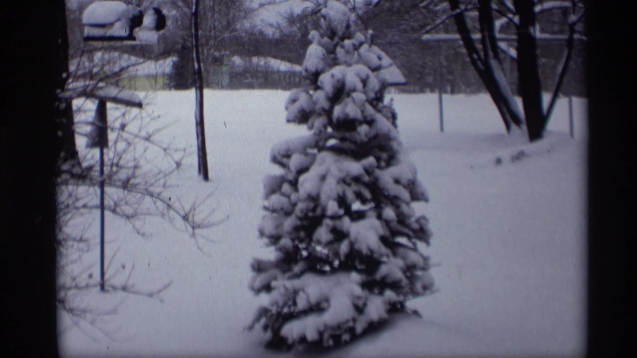 Snowy evergreen centered in a yard, with bare branches and a small birdhouse or feeder at left.