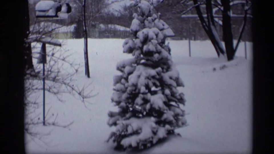 1966 Madison winter yard view with a snow-covered evergreen, bare trees, and a small birdhouse or feeder at the left edge.