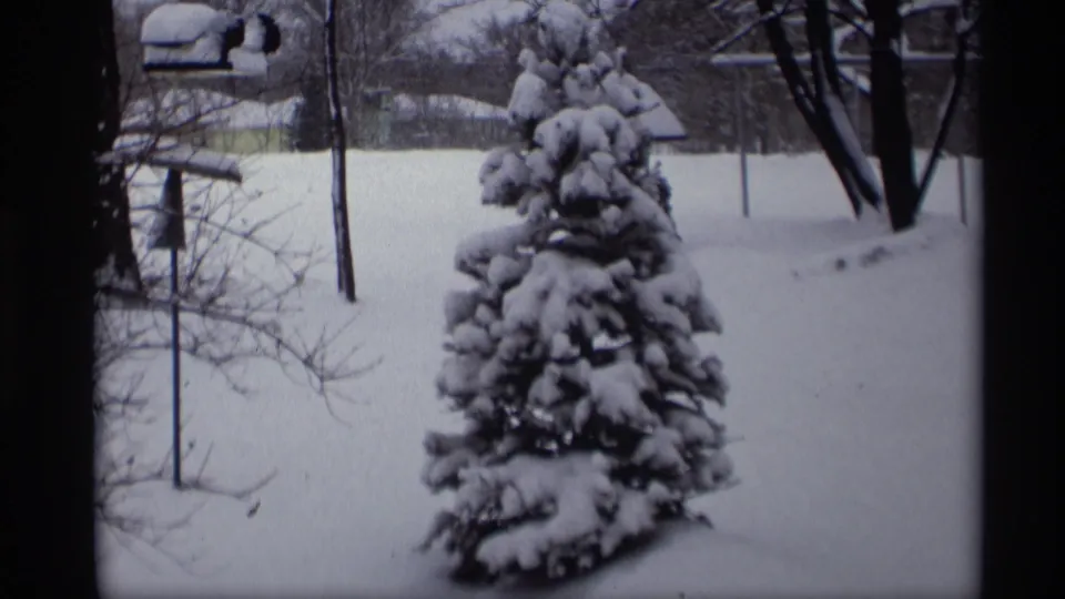 1966 Madison home-movie frame of a snow-laden evergreen with bare shrubs, a small feeder, and an open white yard behind it.