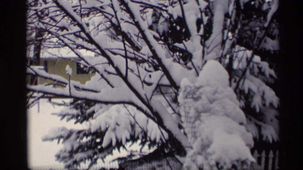 Snow-covered evergreen branches with bare limbs and a house partly visible behind them.