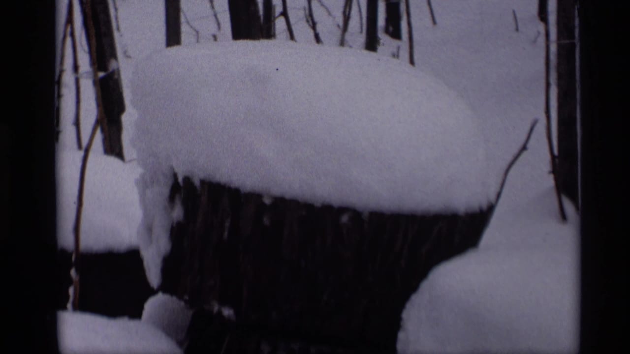 Snow-covered tree stump with bare branches and dark film borders.