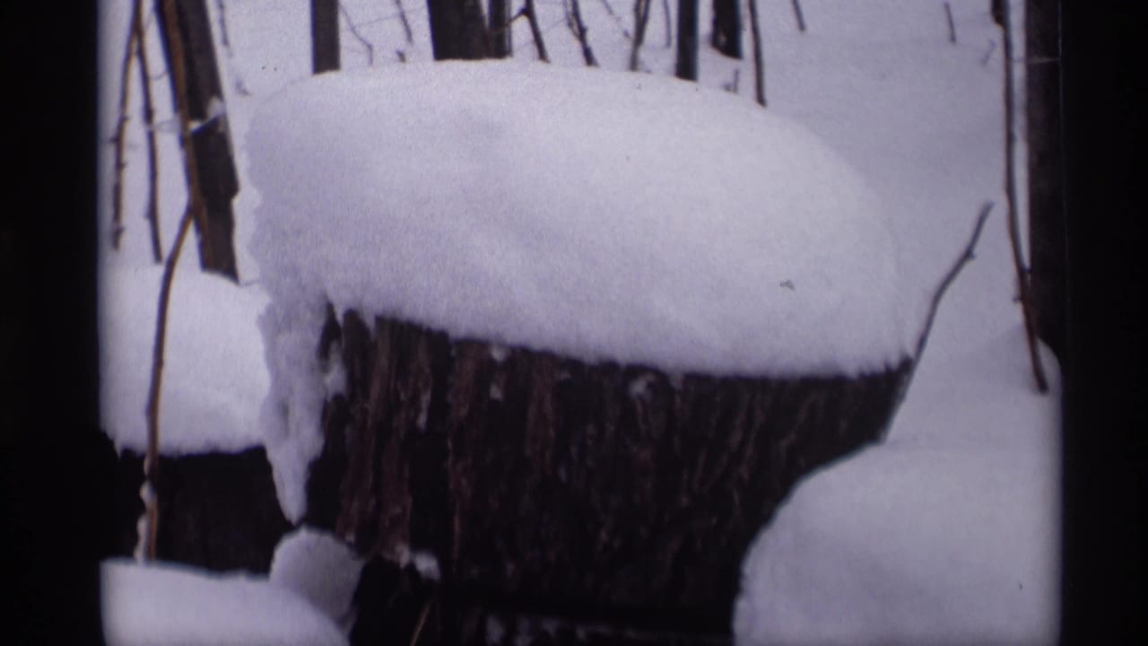 Close view of a snow-capped stump and surrounding bare branches.