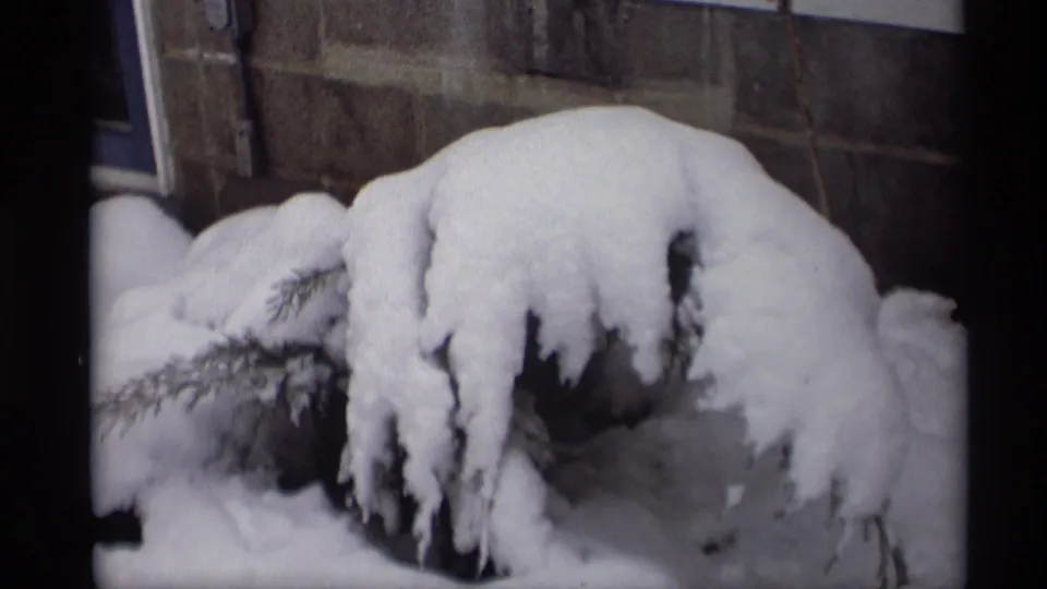 1966 Madison winter frame showing snow draped over evergreen branches near a stone or masonry wall.