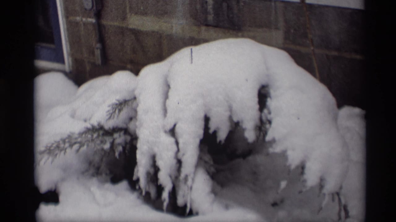 Snow piled on evergreen shrubs with a wall behind them.