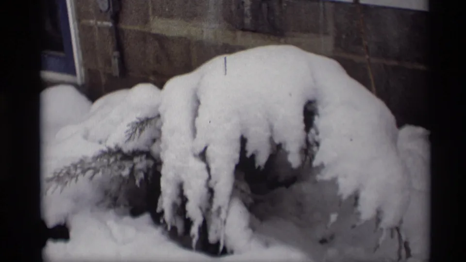 A close view of snow-laden evergreen shrubs against a masonry wall, with soft color and visible 8mm film texture.