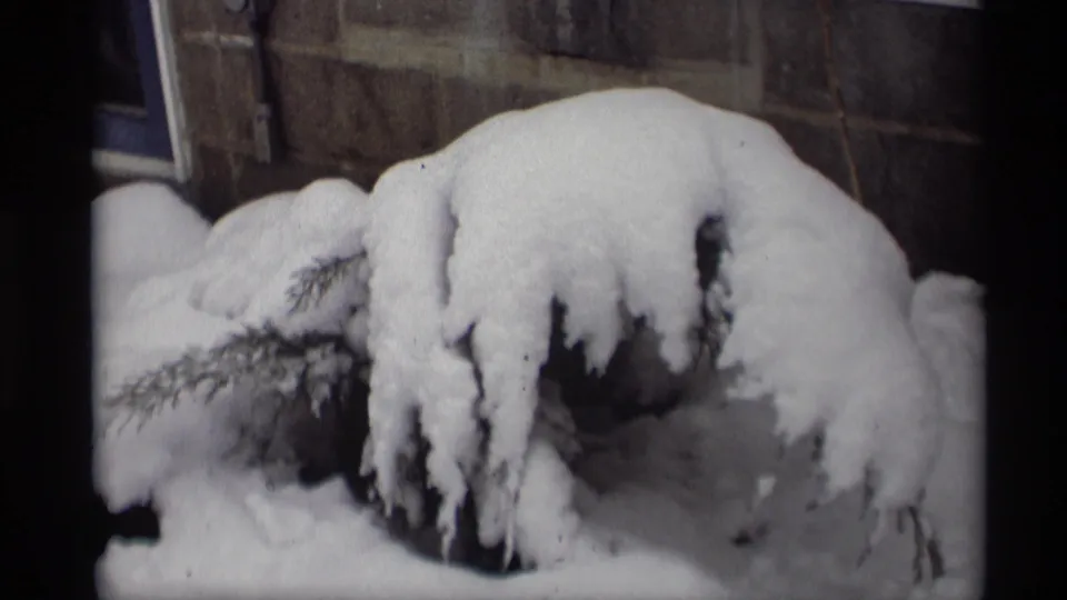 Snow-covered evergreen branches sag near a residential wall in quiet Wisconsin winter home-movie footage.