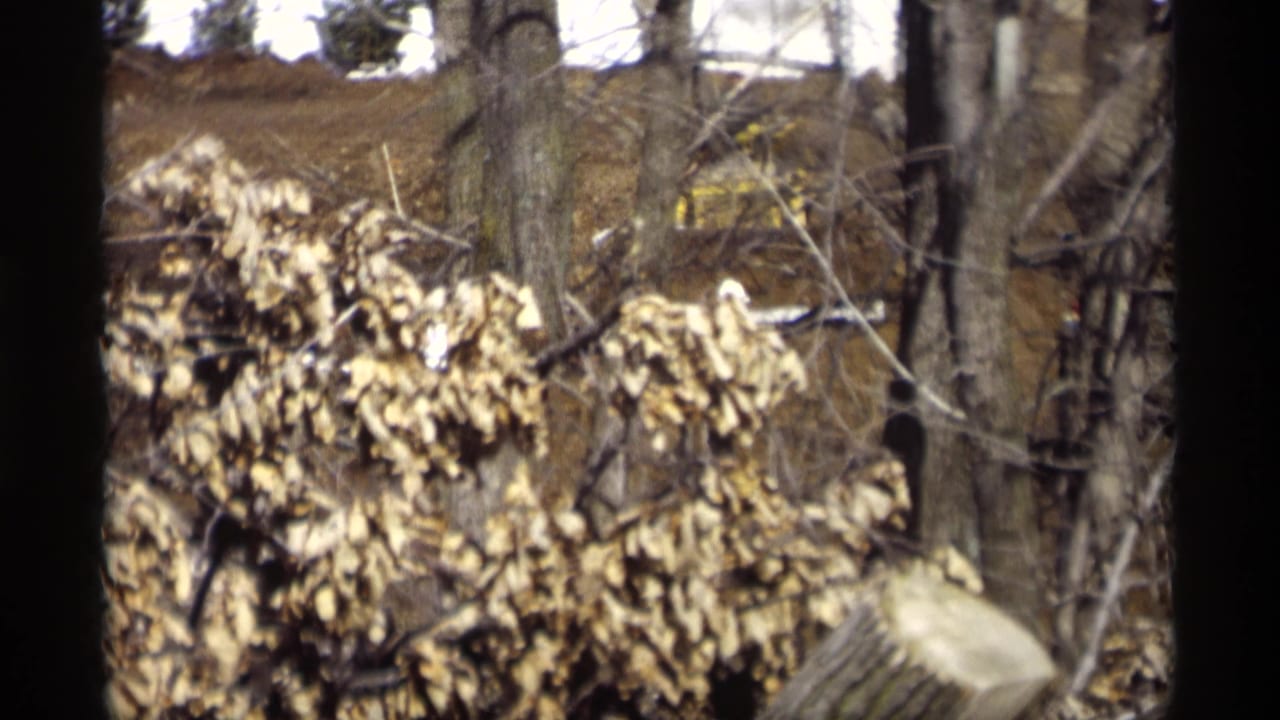 Bare trees and pale leaves with stacked firewood in a wooded outdoor area.