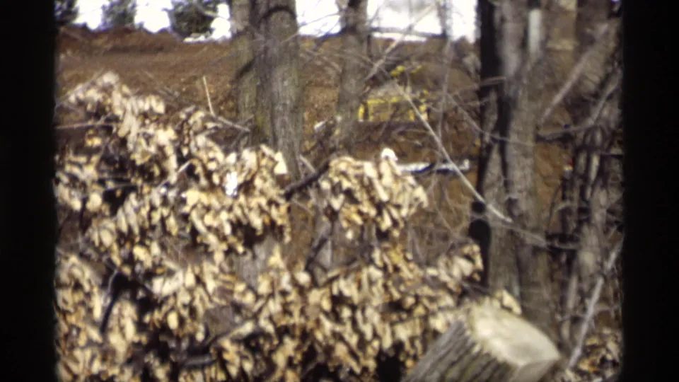 1966 Madison, Wisconsin 8mm frame showing bare trees, dry leaves, and a firewood stack in a wooded outdoor setting.