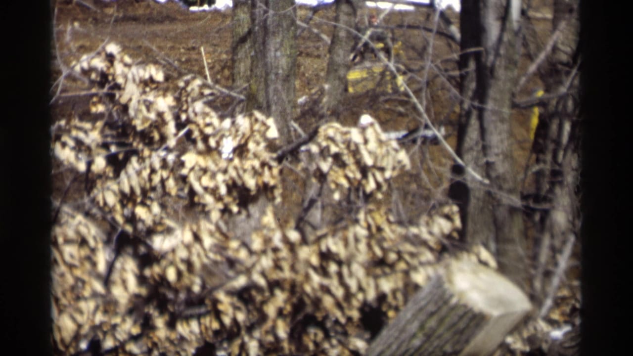 1966 Madison, Wisconsin home-movie frame with bare trunks, dry leaves, and firewood partly blurred in the foreground.