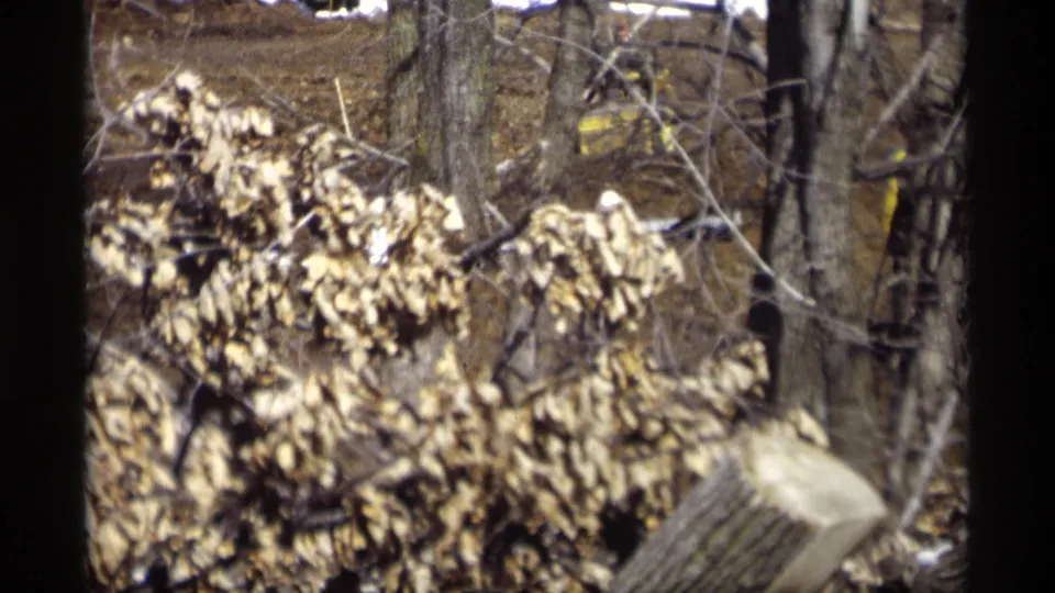 1966 Madison, Wisconsin home-movie frame with bare trunks, dry leaves, and firewood partly blurred in the foreground.