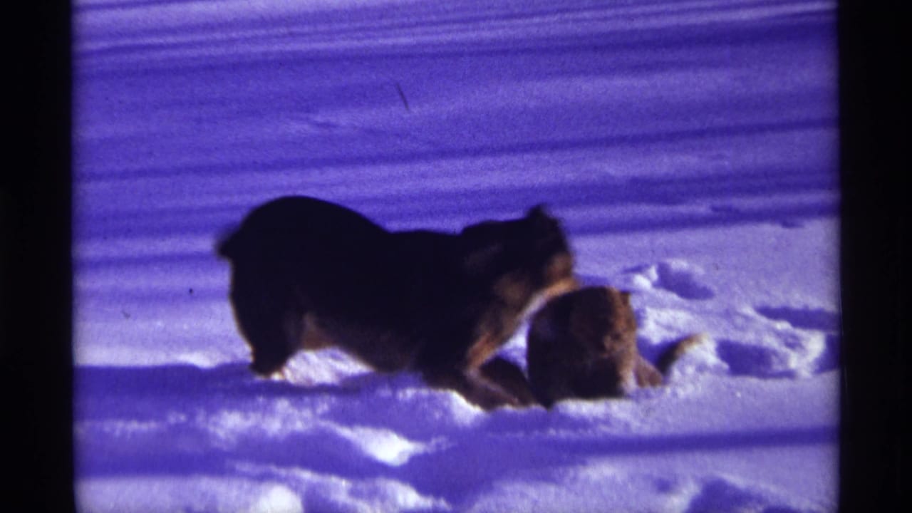 Dog and cat wrestling together in snow with dark film borders.