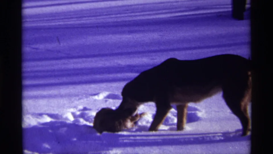 A medium dog lowers its head toward a cat lying in the snow during a 1968 Chicago winter home-movie scene.