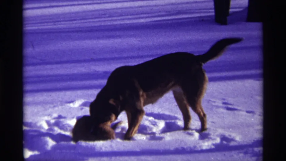 The dog leans down toward the cat as the pair continue playful contact in a snow-covered yard.