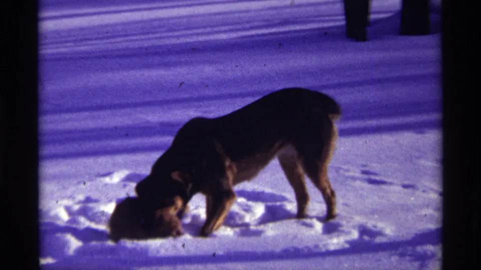 A dog keeps its head low over the cat in the snowy yard, framed by dark 8mm edges and cool winter shadows.